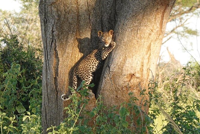10-Day Big-7 Private Tour Experience in Uganda Safari - Day 4: Chimpanzees in Kibale, then crater views