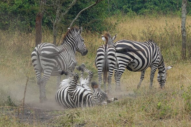 10-Day Big-7 Private Tour Experience in Uganda Safari - Day 5: Queen Elizabeth’s predators and the Kazinga Channel