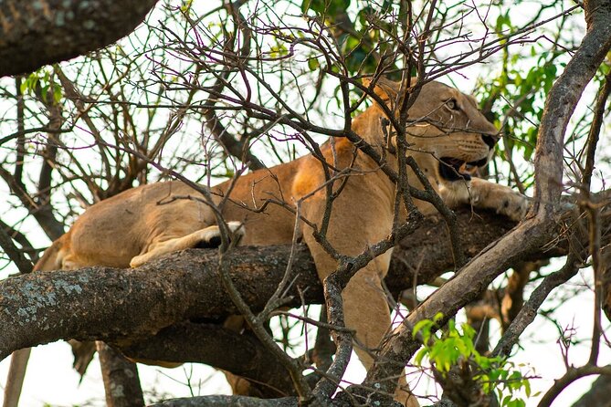 10-Day Big-7 Private Tour Experience in Uganda Safari - Day 6: Ishasha’s tree-climbing lions