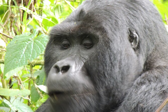 10 Day Gorilla Chimps and Big 5 Safari - Day 4: The long road to Kibale