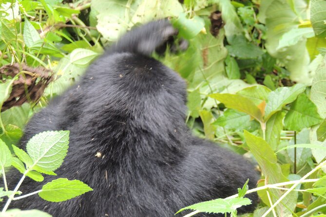 10 Day Gorilla Chimps and Big 5 Safari - Day 6: Chimpanzees at Kyambura Gorge and Ishasha lions