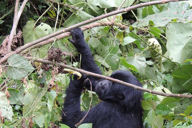10 Day Gorilla Chimps and Big 5 Safari - Day 8: The demanding reward of gorilla trekking