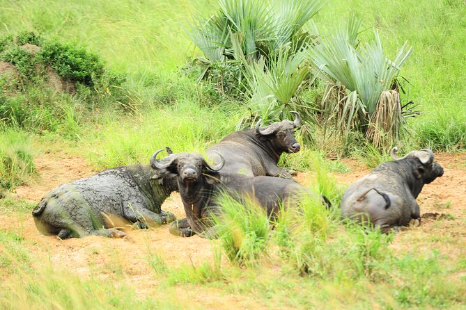 10 Day Gorilla Chimps and Big 5 Safari - Days 2 and 3: Rhinos, waterfalls, and game drives at Murchison Falls
