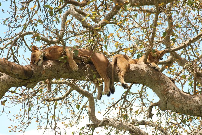 10 Day Western Uganda Budget Wildlife Safari - Day 5: Kasenyi Plains and the Kazinga Channel