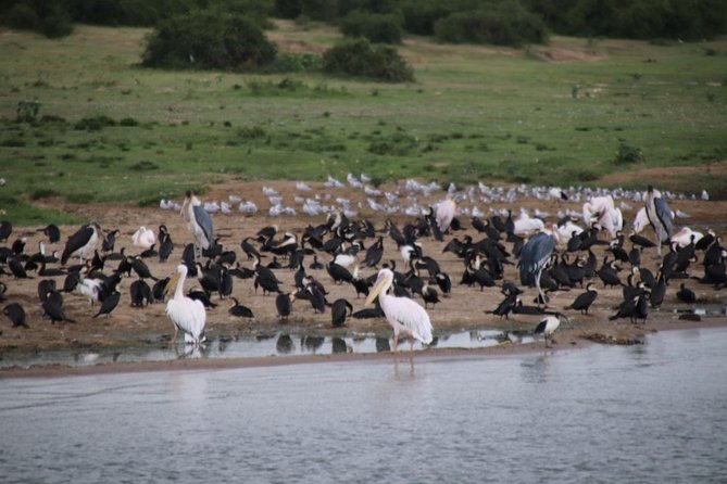 10 Day Western Uganda Budget Wildlife Safari - Day 2: Murchison game drive and a Nile boat trip