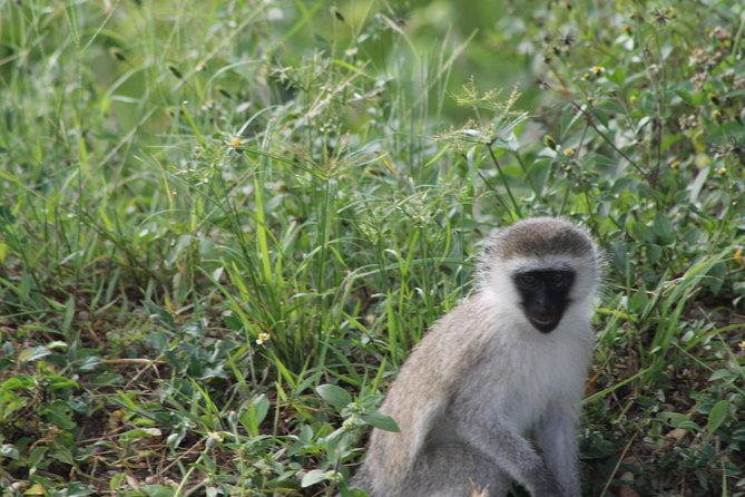 10-Day Wildlife Big 5, Murchison Falls and Gorilla Safari - Arrival in Entebbe and a quiet first afternoon