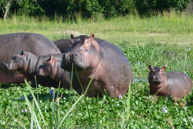10-Day Wildlife Big 5, Murchison Falls and Gorilla Safari - The long transfer to Kibale Forest