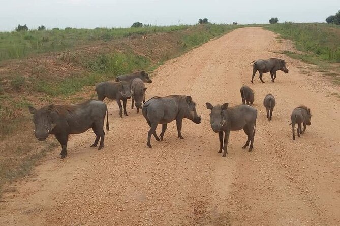 10-Day Wildlife Big 5, Murchison Falls and Gorilla Safari - Chimpanzee tracking in Kibale
