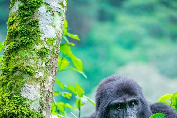 10-Day Wildlife Big 5, Murchison Falls and Gorilla Safari - Ishasha’s tree-climbing lions and Bwindi