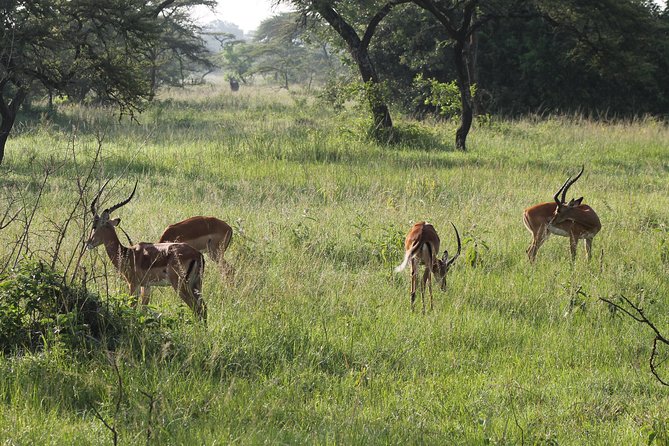 10-Day Wildlife Big 5, Murchison Falls and Gorilla Safari - Gorilla trekking in Bwindi