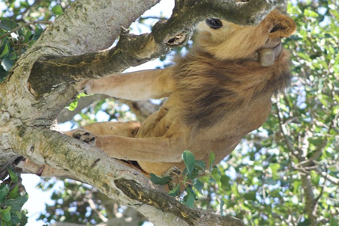 10-Day Wildlife Big 5, Murchison Falls and Gorilla Safari - Zziwa Rhino Sanctuary and the road to Murchison Falls