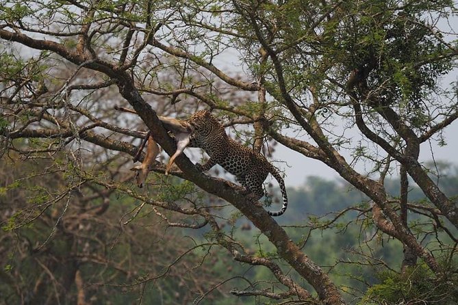 10 Days Affordable Gorilla Trekking Holiday - Day 6: Ishasha’s tree-climbing lions