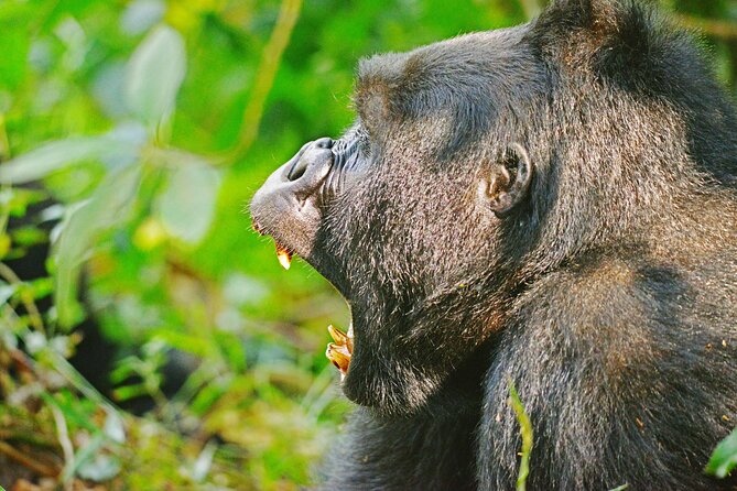 10 Days Affordable Gorilla Trekking Holiday - Day 7: The main event in Bwindi
