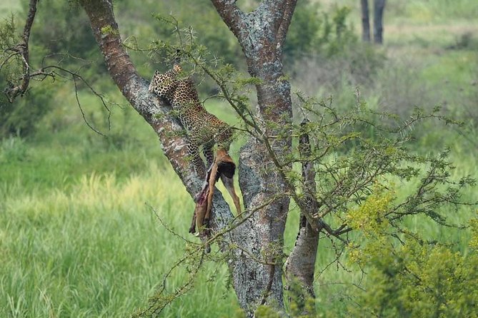10 Days Affordable Gorilla Trekking Holiday - Day 1: An easy start in Entebbe