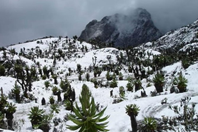 10 Days Mountain Rwenzori Hiking Safari – Mahoma Trail - Why the Rwenzoris feel unlike other African mountains
