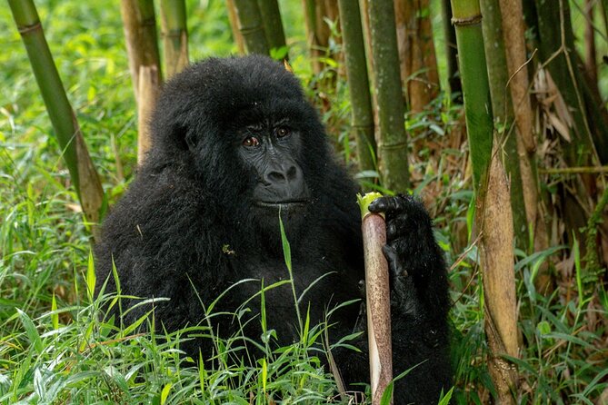 10 Days Private Uganda Safari with Pick-up - What $6,500 buys you on this Uganda route