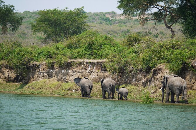10 Days Private Uganda Safari with Pick-up - Day 3: Mountain gorilla trekking in Bwindi