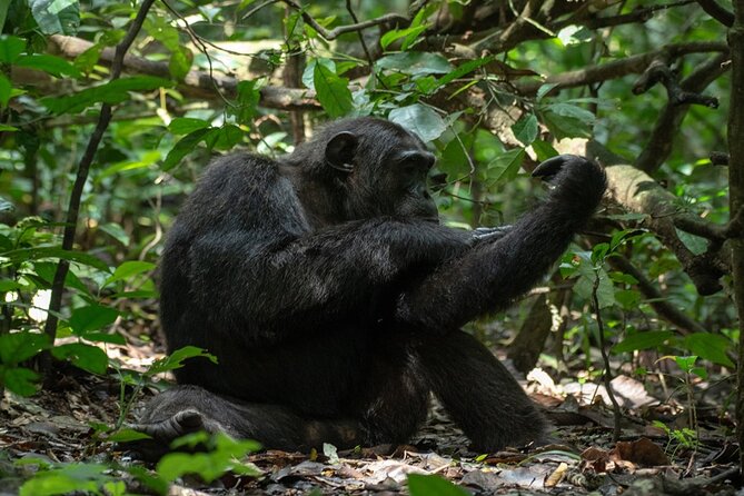 10 Days Private Uganda Safari with Pick-up - Day 6: Kasenyi wildlife and the crater lakes near Kibale