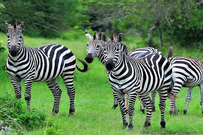 10 Days Private Uganda Safari with Pick-up - Day 7: Chimpanzees and Bigodi Wetlands
