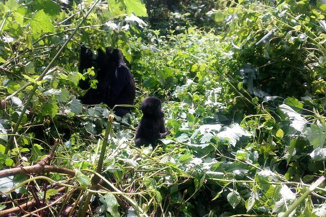 10 Days Uganda Gorilla & Chimpanzee Trekking Safari - Five things to know before booking