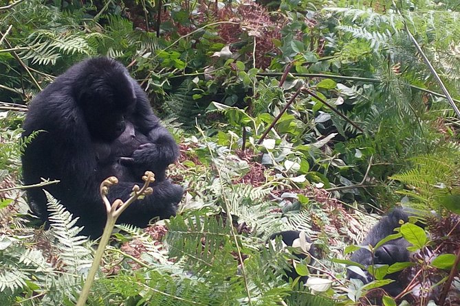 10 Days Uganda Gorilla & Chimpanzee Trekking Safari - Ziwa rhinos and the road to Murchison Falls