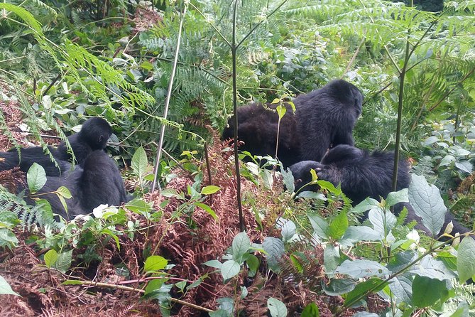 10 Days Uganda Gorilla & Chimpanzee Trekking Safari - Kibale, Uganda’s primate center