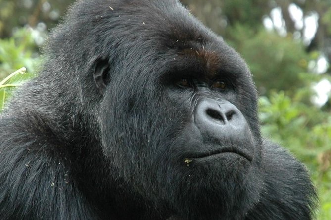 10 Days Uganda Gorilla & Chimpanzee Trekking Safari - Ishasha’s tree-climbing lions and Bwindi