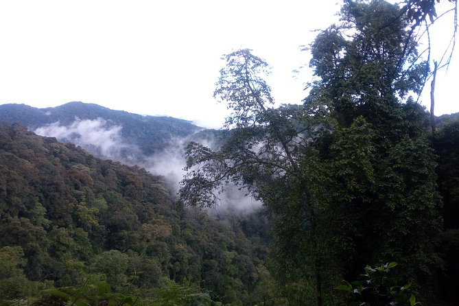 10 Days Uganda Gorilla & Chimpanzee Trekking Safari - The gorilla trek in Bwindi
