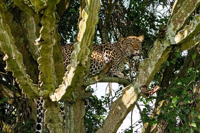 10-Days Uganda Gorillas and Chimpanzee Wildlife Discovery - How the $4,800 price works for you