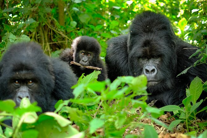 10-Days Uganda Gorillas and Chimpanzee Wildlife Discovery - Day 5 with chimpanzees and swamp scenery