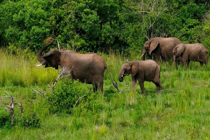 10-Days Uganda Gorillas and Chimpanzee Wildlife Discovery - Days 6 and 7 in Queen Elizabeth National Park