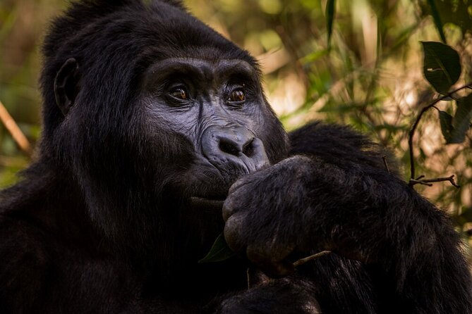10-Days Uganda Gorillas and Chimpanzee Wildlife Discovery - Day 9 and the Bwindi gorilla trek