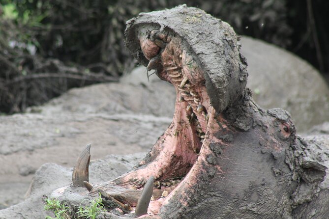 10-Days Uganda Gorillas and Chimpanzee Wildlife Discovery - Day 1 in Entebbe, an easy landing
