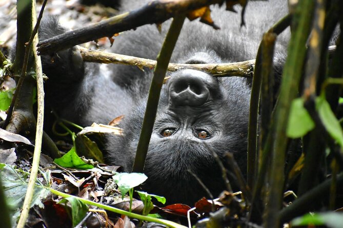 10 Days Uganda Safari with Gorillas - A 10-day route across Uganda