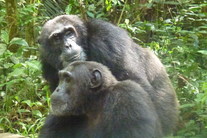 10 Days Uganda Safari with Gorillas - Day 3: Early wildlife in Murchison Falls