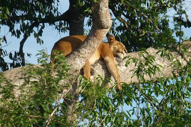 10 Days Uganda Safari with Gorillas - Day 4: From savannah to Bigodi Swamp