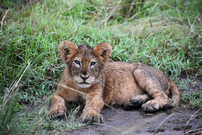 10 Days Uganda Safari with Gorillas - Day 5: Chimpanzees in Kibale, then Queen Elizabeth