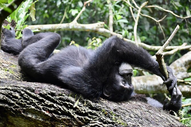 10 Days Uganda Safari with Gorillas - Day 6: Queen Elizabeth’s animals and the Kazinga Channel