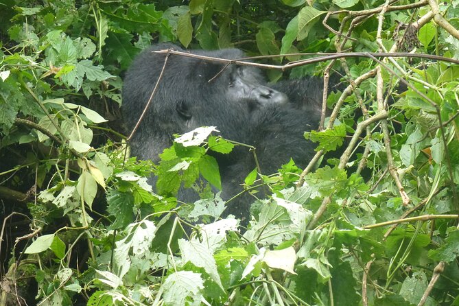 10 Days Uganda Safari with Gorillas - Day 7: Ishasha, highlands, and the approach to Bwindi