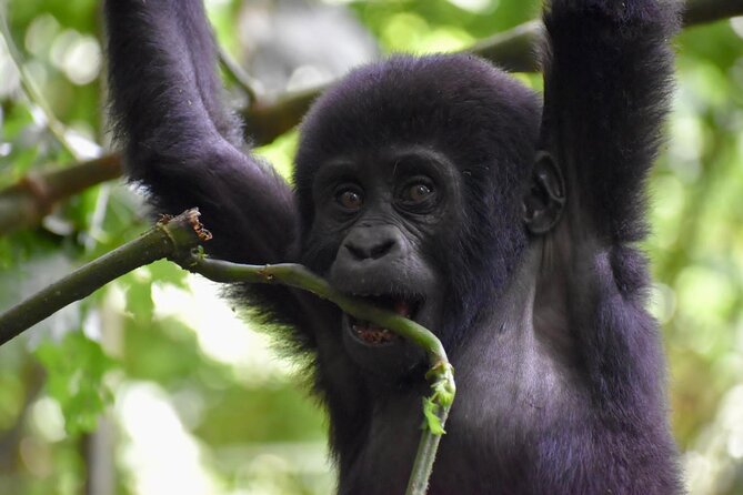 10 Days Uganda Safari with Gorillas - Day 2: Rhinos, the top of Murchison Falls, and the first big transfer