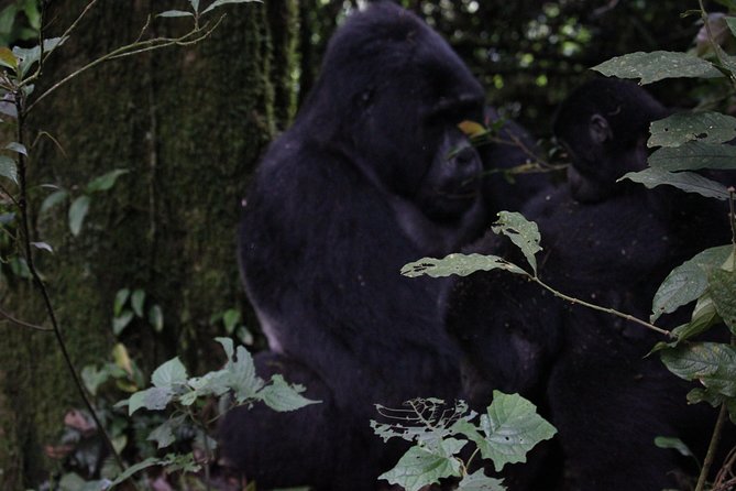 11 Days Uganda +Gorillas - Kibale Forest and the chimpanzee experience
