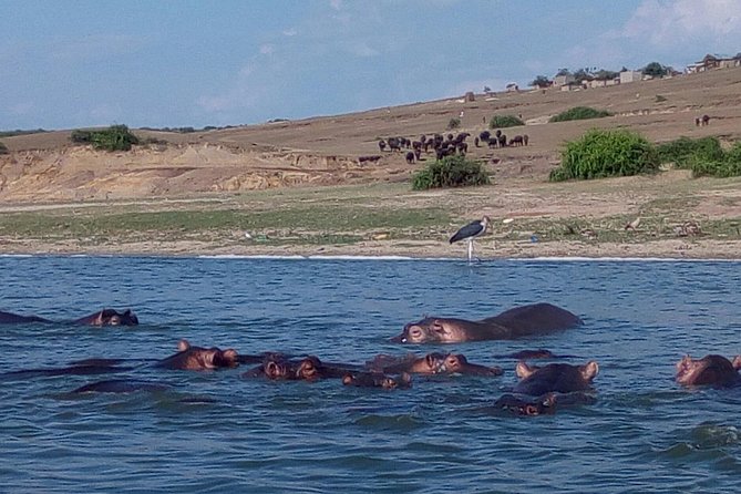11 Days Uganda +Gorillas - Queen Elizabeth National Park for classic safari variety