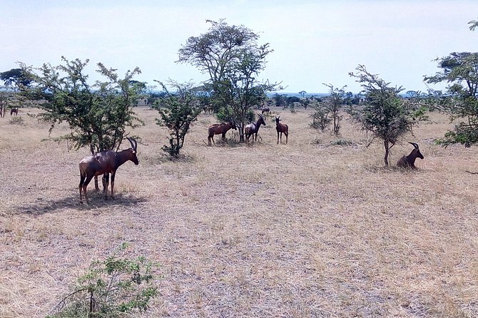 11 Days Uganda +Gorillas - Murchison Falls and the savannah animals
