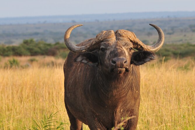 12-Day Big 5, Chimp & Gorilla Trekking Safari - Day 8: Ishasha’s tree-climbing lions and Bwindi