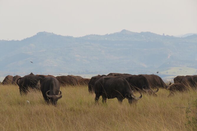 12-Day Moderately Priced Pearl of Africa - Uganda Private Safari - Day 8: Ishasha’s tree-climbing lions and the approach to Bwindi
