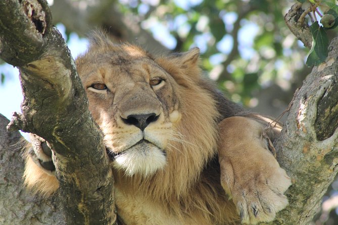 12-Day Pearl of Africa Wildlife and Adventure Highlights - Key Things To Know Before You Go