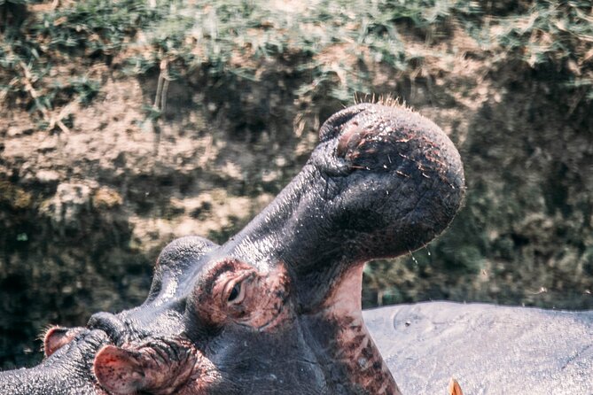 12-Day Pearl of Africa Wildlife and Adventure Highlights - Day 5: The Main Event in Bwindi