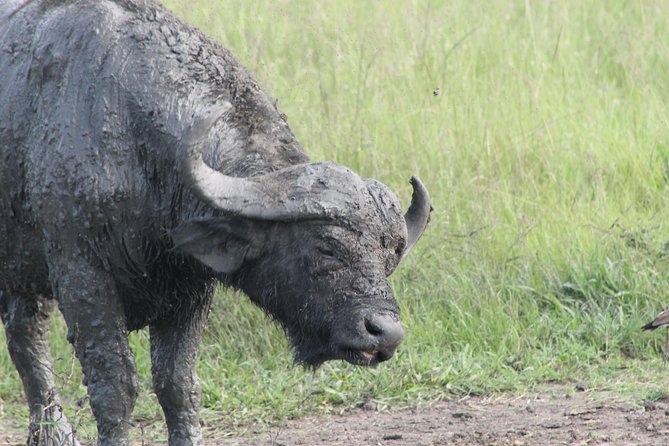 12-Day Pearl of Africa Wildlife and Adventure Highlights - Days 6 and 7: Tree-Climbing Lions and the Kazinga Channel