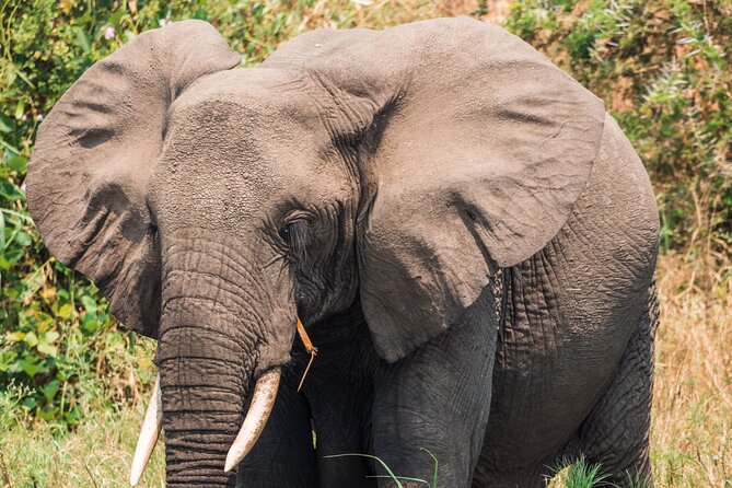 12-Day Pearl of Africa Wildlife and Adventure Highlights - Days 8 and 9: Kibale’s Chimpanzee Forest and Bigodi Wetland