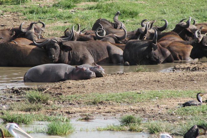 12-Day Pearl of Africa Wildlife and Adventure Highlights - Days 1 and 2: From the Equator to Mgahinga’s Volcanoes